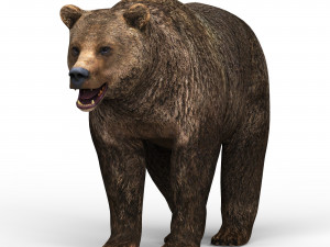 wild bear Model 3D
