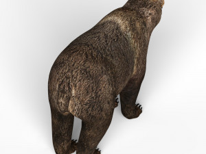wild bear Model 3D