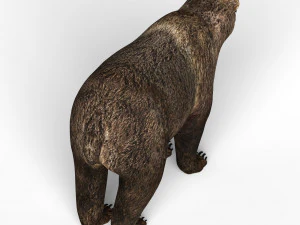 जंगली भालू 3D मॉडल