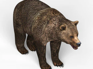 जंगली भालू 3D मॉडल