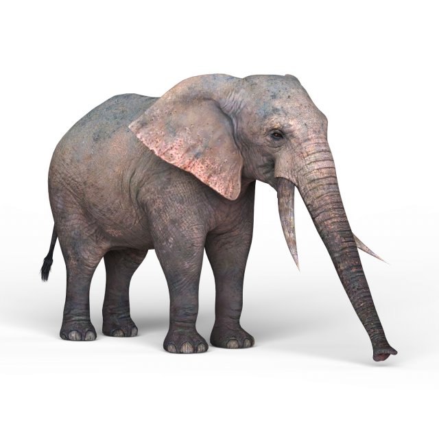 african elephant 3D Model .c4d .max .obj .3ds .fbx .stl .blend 