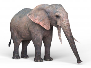 african elephant 3D Model