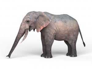 african elephant 3D Model
