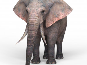 african elephant 3D Model