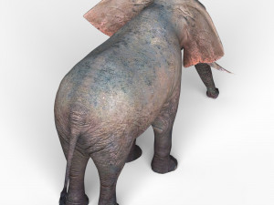 african elephant 3D Model