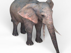 african elephant 3D Model