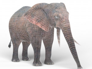 african elephant 3D Model
