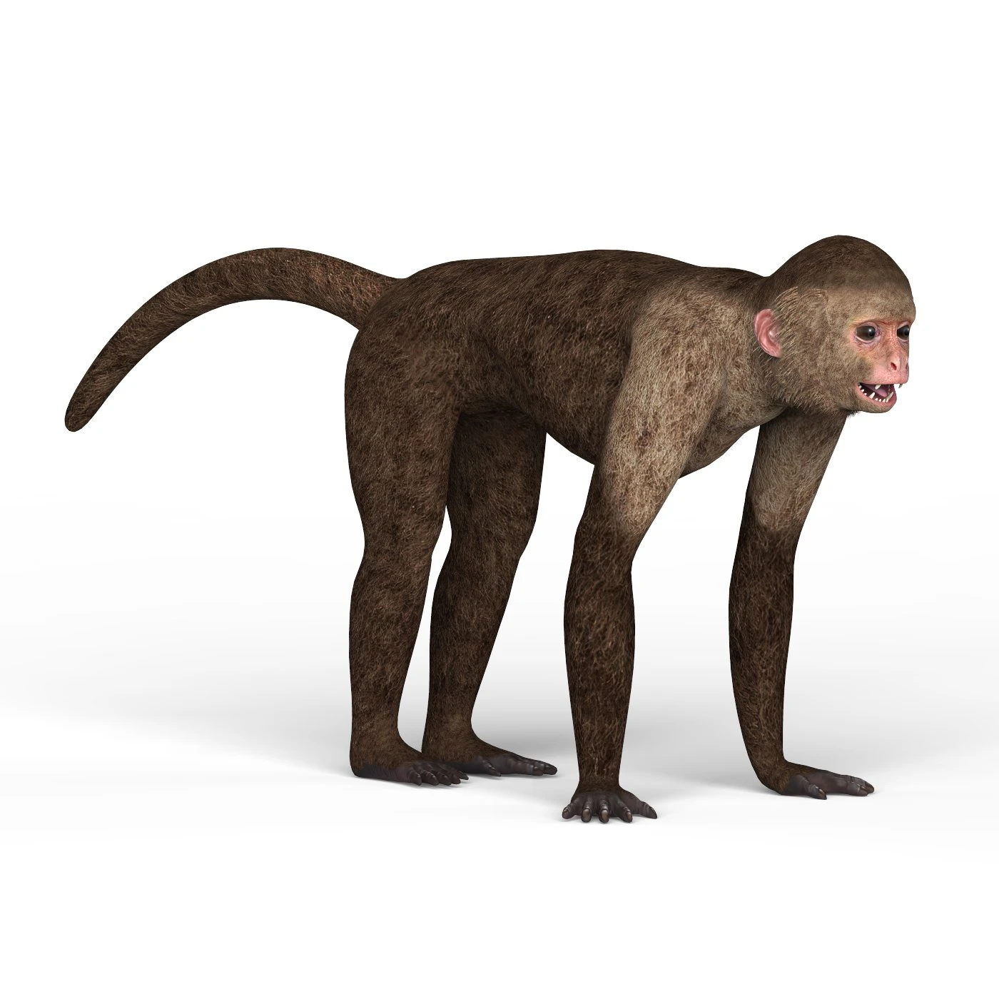 capuchin monkey 3D Model .c4d .max .obj .3ds .fbx .stl .blend 