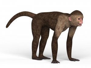 capuchin monkey 3D Model