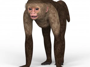 capuchin monkey 3D Model