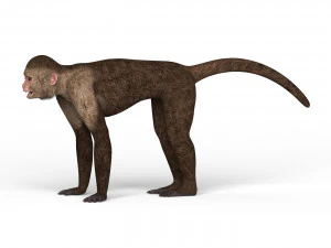 capuchin monkey 3D Model