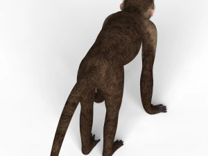 capuchin monkey 3D Model
