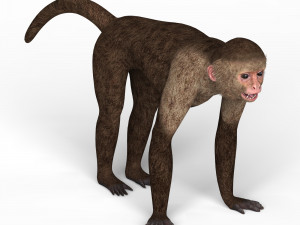 capuchin monkey 3D मॉडल