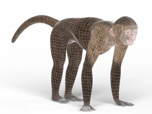 capuchin monkey 3D Model