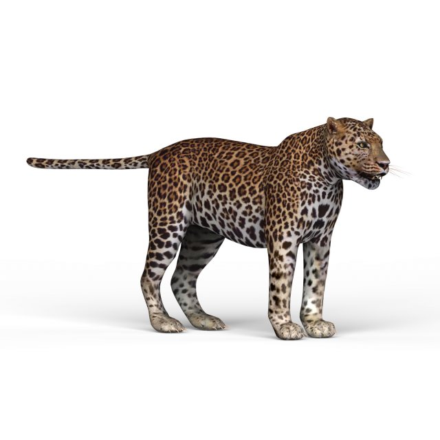 jaguar 3D-Modell .c4d .max .obj .3ds .fbx .stl .blend 