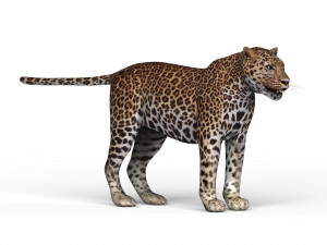 jaguar 3D Model
