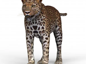 jaguar 3D Model