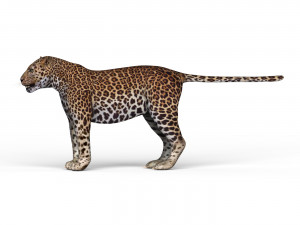 jaguar 3D-Modell