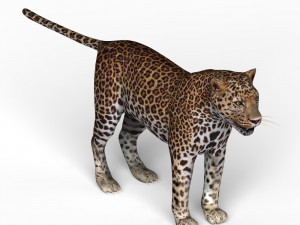 jaguar 3D-Modell