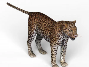 jaguar 3D Model