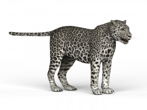 snow jaguar 3D Model
