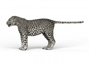 snow jaguar Modelo 3D