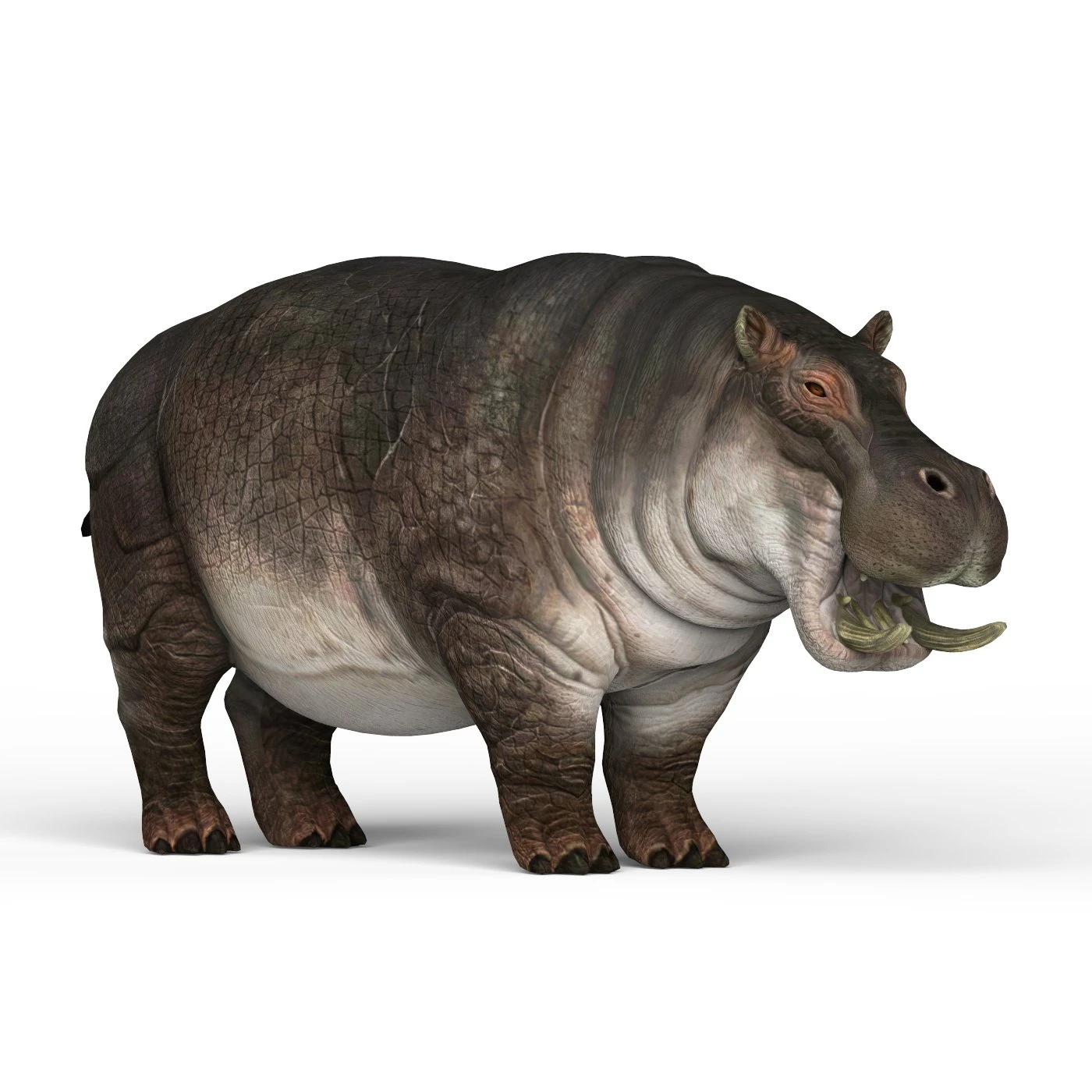 hippopotamus 3D Model .c4d .max .obj .3ds .fbx .stl .blend 