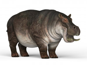 hippopotamus 3D 模型