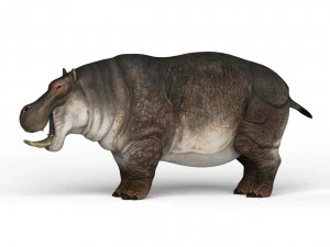 hippopotamus 3D Model