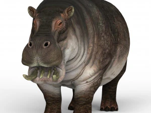hippopotamus 3D Model