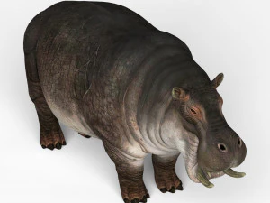 hippopotamus 3D Model