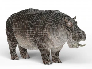 hippopotamus 3D Model