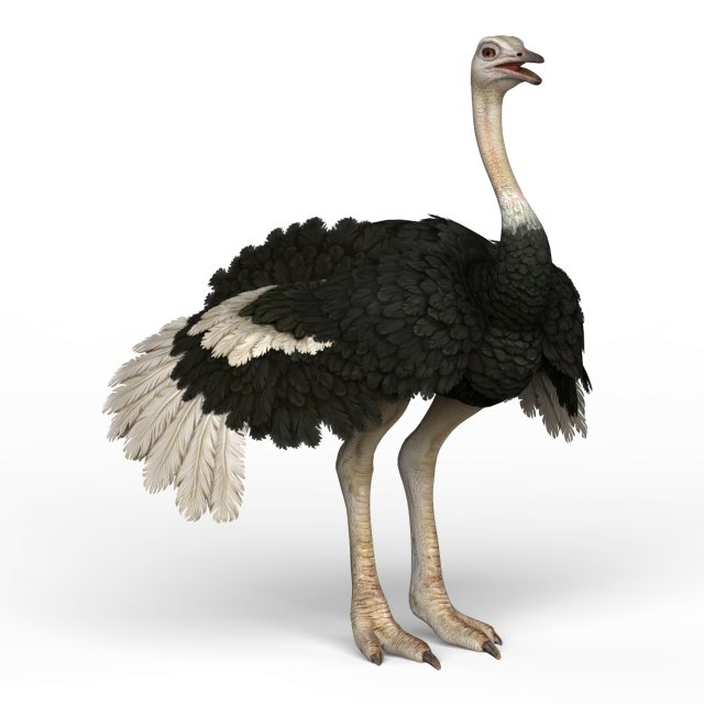 ostrich Modello 3D .c4d .max .obj .3ds .fbx .stl .blend