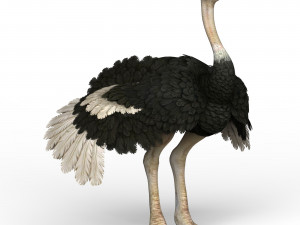 ostrich Modelo 3D