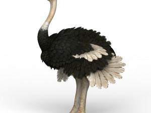 ostrich Modello 3D