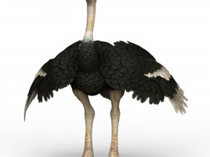 ostrich Modello 3D