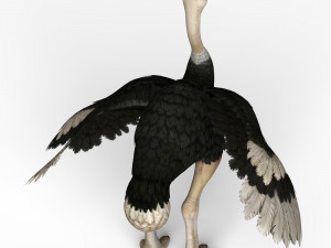 ostrich Modello 3D