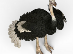 ostrich Modello 3D