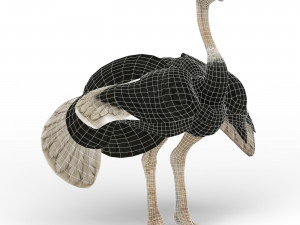 ostrich Modello 3D