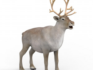 reindeer Modelo 3D