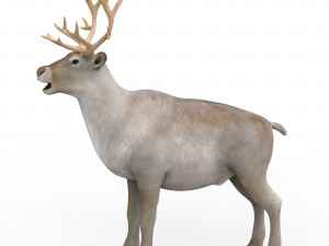 reindeer Modello 3D