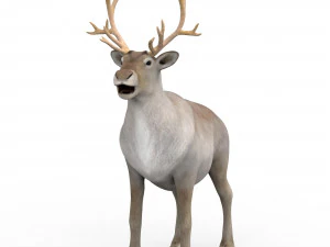 renna Modello 3D