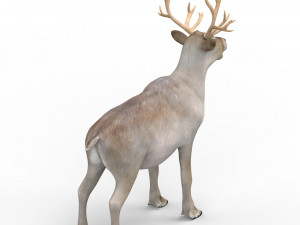 reindeer Modello 3D