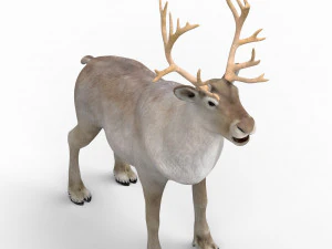 renna Modello 3D