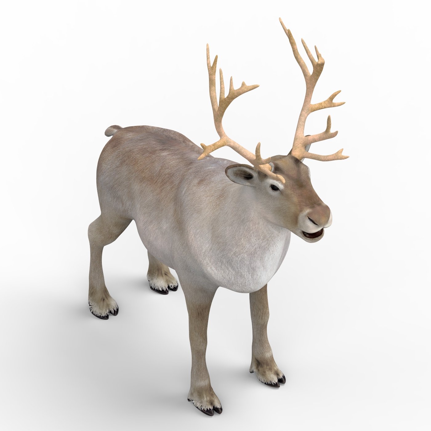 Северный олень 3 5. Северный олень 3д модель. Reindeers модель. Северный олень макет. Фигурка Mojo Wildlife Северный олень 387186.
