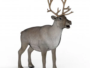 renna Modello 3D