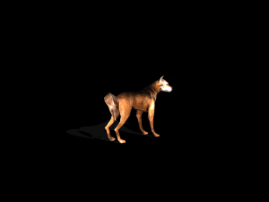 stray dog mix breed 3D मॉडल