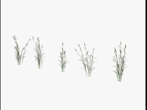 shrub alpine 3D 模型