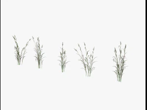 arbusto alpino Modello 3D