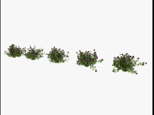 shrub alpine 3D 模型